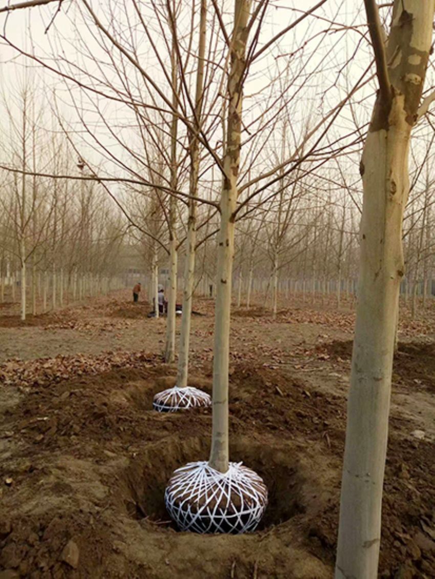 點擊查看詳細信息<br>標(biāo)題：法桐 閱讀次數(shù)：3246